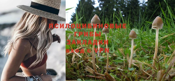 крисы Баксан
